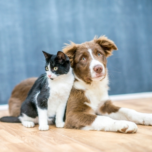 Hayvan Dostu Tesisler